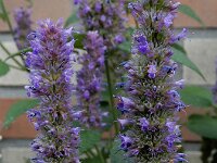 Agastache rugosa 6, Koreaanse netel, Saxifraga-Ed Stikvoort : A900