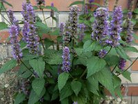 Agastache rugosa 8, Koreaanse netel, Saxifraga-Ed Stikvoort : A900