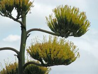 Agave americana 10, Saxifraga-Ed Stikvoort