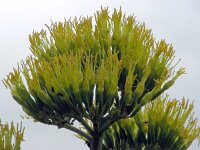 Agave americana 11, Saxifraga-Ed Stikvoort