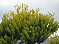 Agave americana 12, Saxifraga-Ed Stikvoort