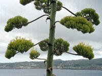 Agave americana 13, Saxifraga-Ed Stikvoort