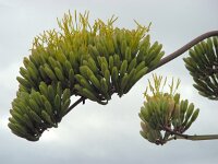 Agave americana 14, Saxifraga-Ed Stikvoort