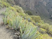 Agave americana 15, Saxifraga-Rutger Barendse