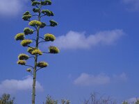 Agave americana 2, Saxifraga-Piet Zomerdijk