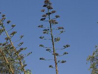 Agave americana 3, Saxifraga-Willem van Kruijsbergen