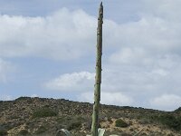 Agave americana 8, Saxifraga-Willem van Kruijsbergen