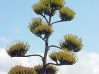 Agave americana 9, Saxifraga-Ed Stikvoort