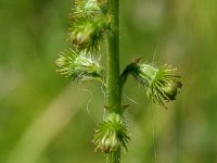 Agrimonia eupatoria 1, Gewone agrimonie, Saxifraga-Jan van der Straaten