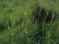 Agrimonia eupatoria 21, Gewone agrimonie, Saxifraga-Hans Boll