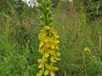 Agrimonia procera 39, Welriekende agrimonie, Saxifraga-Hans Grotenhuis