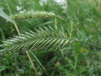 Agropyron cristatum 2, Kamdragende tarwe, Saxifraga-Rutger Barendse