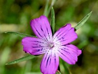 Agrostemma githago 42, Bolderik, Saxifraga-Sonja Bouwman