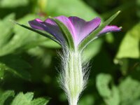 Agrostemma githago 43, Bolderik, Saxifraga-Sonja Bouwman