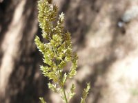 Agrostis castellana 1, Tweetoppig struisgras, Saxifraga-Jasenka Topic