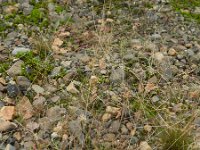 Agrostis hyemalis 4, Klein struisgras, Saxifraga-Rutger Barendse