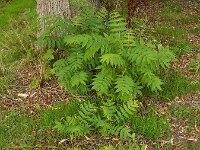 Ailanthus altissima 14, Hemelboom, Saxifraga-Ed Stikvoort