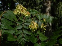 Ailanthus altissima 16, Hemelboom, Saxifraga-Ed Stikvoort : Lotus angustissimus gg Eindhoven A900