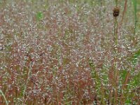 Aira caryophyllea 11, Zilverhaver, Saxifraga-Ed Stikvoort