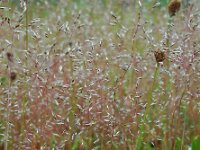 Aira caryophyllea 12, Zilverhaver, Saxifraga-Ed Stikvoort