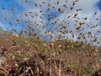 Aira caryophyllea 13, Zilverhaver, Saxifraga-Ed Stikvoort