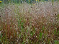 Aira caryophyllea 14, Zilverhaver, Saxifraga-Ed Stikvoort