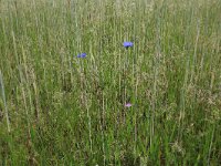Aira caryophyllea 9, Zilverhaver, Saxifraga-Hans Boll