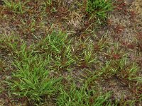 Aira praecox 10, Vroege haver, Saxifraga-Hans Boll