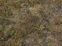 Aira praecox 14, Vroege haver, Saxifraga-Hans Boll