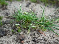 Aira praecox 16, Vroege haver, Saxifraga-Ed Stikvoort