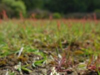 Aira praecox 17, Vroege haver, Saxifraga-Ed Stikvoort