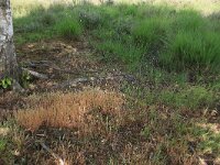 Aira praecox 5, Vroege haver, Saxifraga-Hans Boll