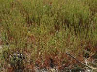 Aira praecox 7, Vroege haver, Saxifraga-Hans Boll