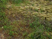 Aira praecox 9, Vroege haver, Saxifraga-Hans Boll