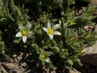 Aizoon hispanicum 2, Saxifraga-Willem van Kruijsbergen