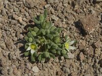Aizoon hispanicum 3, Saxifraga-Jan van der Straaten