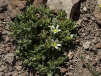 Aizoon hispanicum 4, Saxifraga-Willem van Kruijsbergen