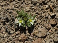 Aizoon hispanicum 5, Saxifraga-Jan van der Straaten