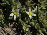 Aizoon hispanicum 6, Saxifraga-Willem van Kruijsbergen