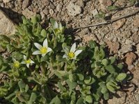 Aizoon hispanicum 7, Saxifraga-Jan van der Straaten