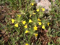 Ajuga chamaepitys 16, Akkerzenegroen, Saxifraga-Dirk Hilbers