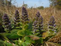 Ajuga pyramidalis 10, Piramidezenegroen, Saxifraga-Ed Stikvoort