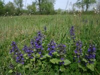 Ajuga pyramidalis 11, Piramidezenegroen, Saxifraga-Dirk Hilbers