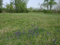 Ajuga pyramidalis 12, Piramidezenegroen, Saxifraga-Dirk Hilbers