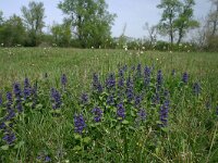Ajuga pyramidalis 13, Piramidezenegroen, Saxifraga-Dirk Hilbers