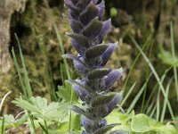 Ajuga pyramidalis 15, Piramidezenegroen, Saxifraga-Willem van Kruijsbergen