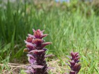Ajuga pyramidalis 17, Piramidezenegroen, Saxifraga-Simone van Velzen