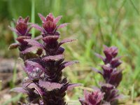 Ajuga pyramidalis 18, Piramidezenegroen, Saxifraga-Simone van Velzen