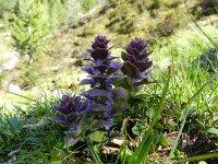 Ajuga pyramidalis 19, Piramidezenegroen, Saxifraga-Rutger Barendse