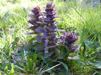 Ajuga pyramidalis 20, Piramidezenegroen, Saxifraga-Rutger Barendse